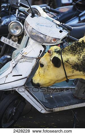 A cow painted yellow beside a motor scooter; Mysore, India View Large Photo Image Stock Photo - A cow painted yellow beside a motor scooter; Mysore, India. Fotosearch