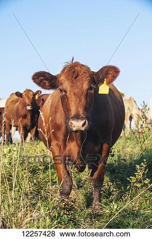 A cow with yellow tag in it's ear under blue sky; North Dakota, United States of America View Large Photo Image Stock Photo - A cow with yellow tag in it's ear under blue sky; North Dakota, United States of America. Fotosearch