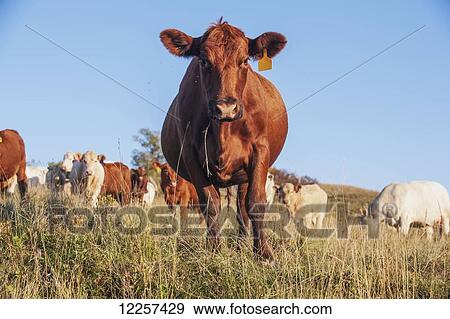 A cow with yellow tag in it's ear under blue sky; North Dakota, United States of America View Large Photo Image Stock Photo - A cow with yellow tag in it's ear under blue sky; North Dakota, United States of America. Fotosearch