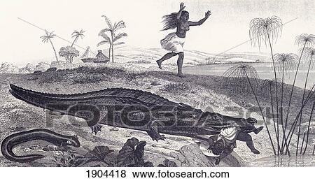 Stock Photo - A Crocodile Snatches A Child From An African Village. From A 19Th Century Print.. Fotosearch