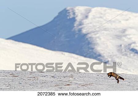 Stock Photography - A Cross Fox Leaps Into The Air Hunting For Mice, Dempster Highway, Yukon, Canada. Fotosearch