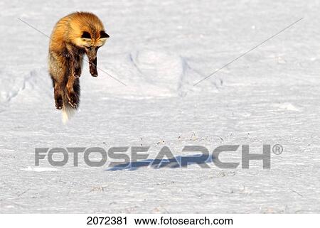Stock Image - A Cross Fox Leaps Into The Air While Hunting For Mice, Dempster Highway, Yukon, Canada. Fotosearch