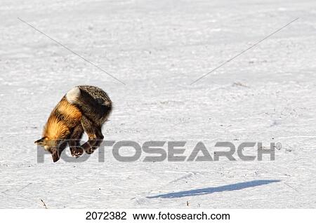 A Cross Fox Leaps Into The Air While Hunting For Mice, Dempster Highway, Yukon, Canada View Large Photo Image Stock Image - A Cross Fox Leaps Into The Air While Hunting For Mice, Dempster Highway, Yukon, Canada. Fotosearch