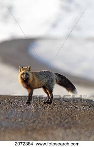 A Cross Fox Stands On The Dempster Highway Near The Yukon/Nwt Border, Canada View Large Photo Image Picture - A Cross Fox Stands On The Dempster Highway Near The Yukon/Nwt Border, Canada. Fotosearch
