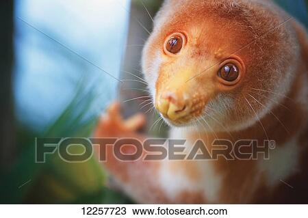 Stock Image - A cuscus (Papua New Guinea tree possum); Papua New Guinea. Fotosearch