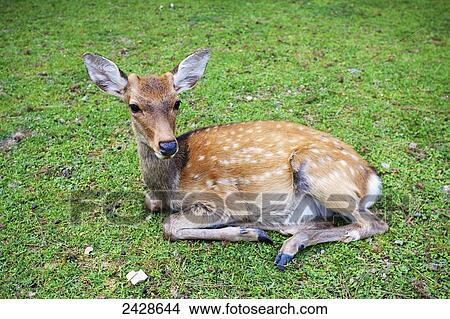 Picture - A deer laying on the grass; Japan. Fotosearch