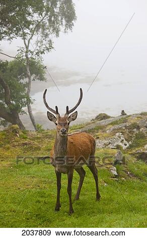 Stock Photo - A Deer Stands In A Foggy Meadow By The Water's Edge; Argyll Scotland. Fotosearch