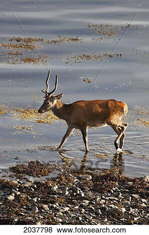 A Deer Wades In The Shallow Water By The Shore; Argyll Scotland View Large Photo Image Stock Photo - A Deer Wades In The Shallow Water By The Shore; Argyll Scotland. Fotosearch
