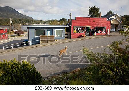 A Deer Walks Through The Downtown Streets In The Village Of Ucluelet; Ucluelet British Columbia Vancouver Island Canada View Large Photo Image Stock Photo - A Deer Walks Through The Downtown Streets In The Village Of Ucluelet; Ucluelet British Columbia Vancouver Island Canada. Fotosearch
