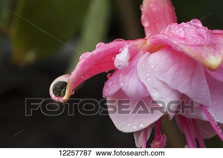 A dew drop at the tip of a pink Fushia flower, Olympia, Washington, USA View Large Photo Image Stock Photo - A dew drop at the tip of a pink Fushia flower, Olympia, Washington, USA. Fotosearch