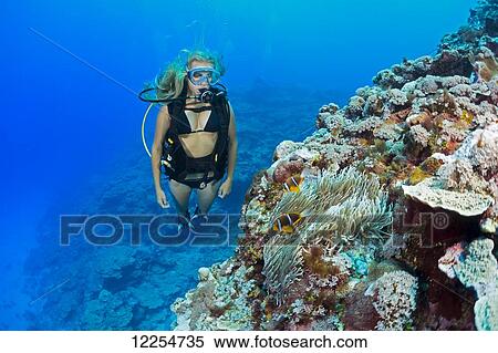 Stock Photography - A diver Clark's anemonefish (Amphiprion clarkii) on the outer reef wall off the island of Yap; Yap, Micronesia. Fotosearch