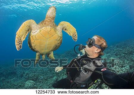 A diver with a green sea turtle (Chelonia mydas), an endangered species and common sight around Hawaii; Maui, Hawaii, United States of America View Large Photo Image Stock Image - A diver with a green sea turtle (Chelonia mydas), an endangered species and common sight around Hawaii; Maui, Hawaii, United States of America. Fotosearch