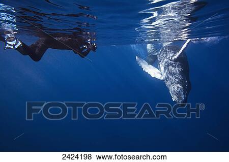Stock Photo - A diving photographer lines up on a young humpback whale (Megaptera novaeangliae); Hawaii, United States of America. Fotosearch