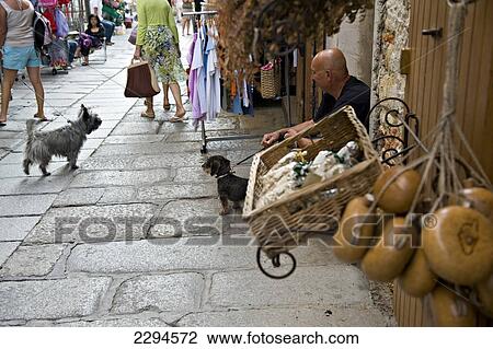 Stock Image - A dog encounter along the shopping street of rue Clemenceau. Calvi. The Balagne district. Corsica. France. Fotosearch