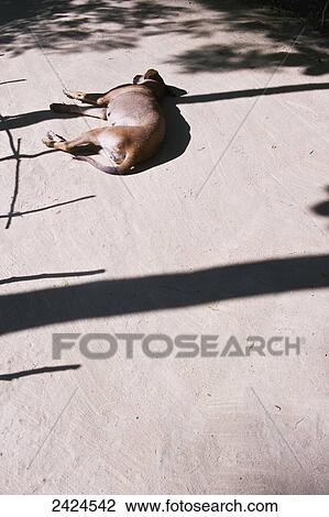 Stock Image - A dog laying on a dirt road; Ulpotha, Embogama, Sri Lanka. Fotosearch