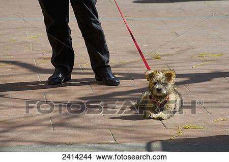Picture - A dog lays on the ground with the owner standing behind holding the leash; Barcelona, Spain. Fotosearch