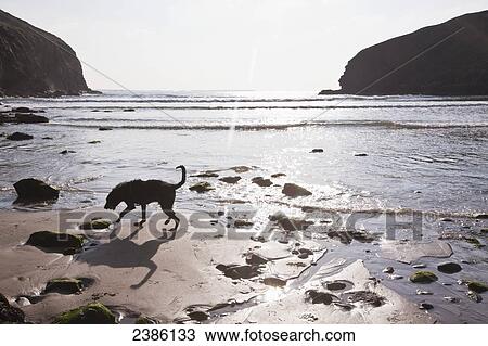 A dog playing with his ball on Newgale Beach; Wales View Large Photo Image Stock Image - A dog playing with his ball on Newgale Beach; Wales. Fotosearch