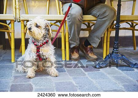 Stock Image - A dog sits with his owner watching at the edge of a street; Paris, France. Fotosearch