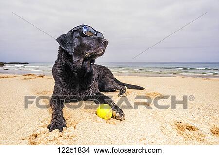 Picture - A dog sitting on a beach with it's ball wearing sunglasses; Spain. Fotosearch