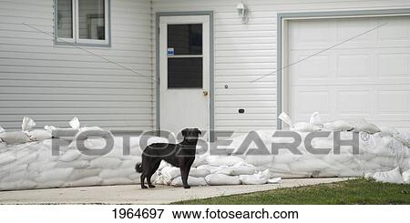 A Dog Stands Outside A House Surrounded By Sandbags; St. Francois Xavier Manitoba Canada View Large Photo Image Stock Photo - A Dog Stands Outside A House Surrounded By Sandbags; St. Francois Xavier Manitoba Canada. Fotosearch