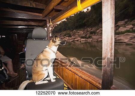 Stock Image - A dog takes a ride on a boat on a river cruise along the Mekong outside of Luang Prabang; Laos. Fotosearch
