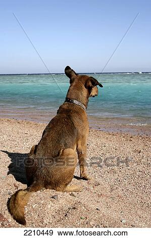 A Dog Watching The Windsurfing Action At Dahab On Egypts Sinai Peninsular. View Large Photo Image Stock Photo - A Dog Watching The Windsurfing Action At Dahab On Egypts Sinai Peninsular.. Fotosearch