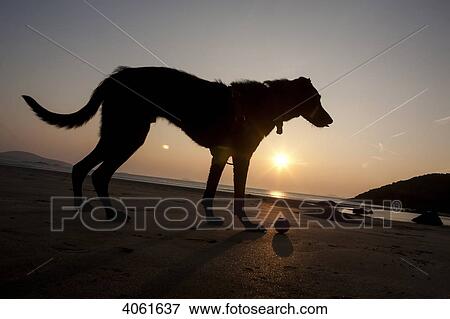 Stock Photo - A dog with his ball at sunset at Whitesands Beach, Pembrokeshire Coast Path, South West Wales; Pembrokeshire, Wales. Fotosearch