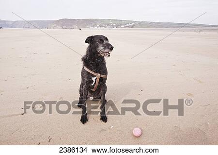 Picture - A dog with his ball on Newgale Beach; Wales. Fotosearch