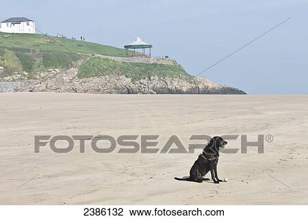 A dog with his ball on Newgale Beach; Wales View Large Photo Image Stock Image - A dog with his ball on Newgale Beach; Wales. Fotosearch