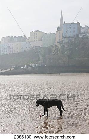 Stock Image - A dog with his ball on the wet Newgale Beach; Wales. Fotosearch
