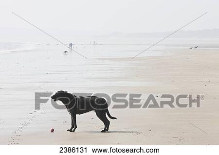 A dog with his ball on the wet Newgale Beach; Wales View Large Photo Image Stock Image - A dog with his ball on the wet Newgale Beach; Wales. Fotosearch