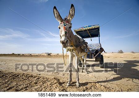 A Esel Und Karren Stock Foto Fotosearch