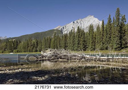 Stock Image - A Fallen Tree Lays In The Tranquil Mountain Lake; Alberta Canada. Fotosearch