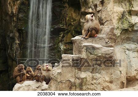 A Family Of Baboons At The Singapore Zoo; Singapore View Large Photo Image Picture - A Family Of Baboons At The Singapore Zoo; Singapore. Fotosearch