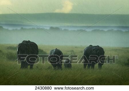 Stock Image - A family of elephants struggles forward during a severe downpour at the serengeti plains; Tanzania. Fotosearch