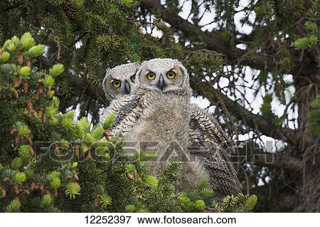 A family of Great Horned Owls (Bubo virginianus) sit in a tree; Saskatchewan, Canada View Large Photo Image Stock Photo - A family of Great Horned Owls (Bubo virginianus) sit in a tree; Saskatchewan, Canada. Fotosearch