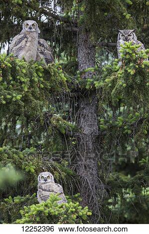 A family of Great Horned Owls (Bubo virginianus) sit in a tree; Saskatchewan, Canada View Large Photo Image Stock Photograph - A family of Great Horned Owls (Bubo virginianus) sit in a tree; Saskatchewan, Canada. Fotosearch