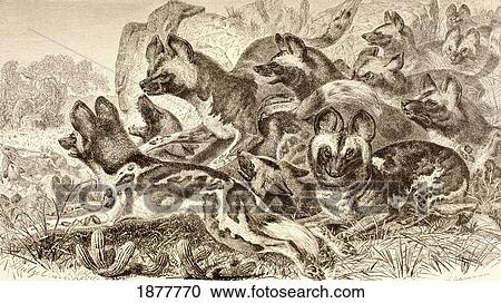 Stock Image - A Family Of Hyenas. From La Vida De Los Animales Published Spain Circa 1885.. Fotosearch