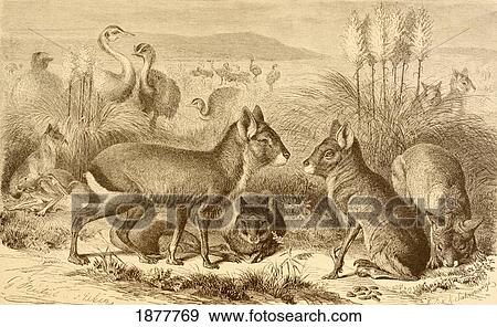 Stock Photo - A Family Of Patagonian Maras Or Patagonian Cavies. From La Vida De Los Animales Published Spain Circa 1885.. Fotosearch