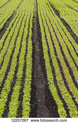 Stock Photo - A farm field is ploughed and planted with crops; Surrey, British Columbia, Canada. Fotosearch