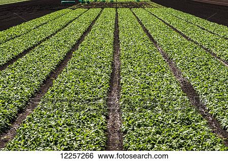 A farm field is ploughed and planted with lettuce; Surrey, British Columbia, Canada View Large Photo Image Stock Photograph - A farm field is ploughed and planted with lettuce; Surrey, British Columbia, Canada. Fotosearch