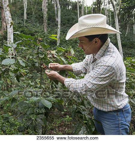 A Farmer Picks Berries Off A Plant; Zacapa, Guatemala View Large Photo Image Stock Photography - A Farmer Picks Berries Off A Plant; Zacapa, Guatemala. Fotosearch