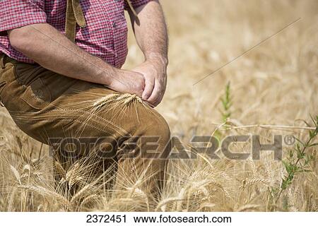 Stock Image - A Farmer Standing In A Wheat Field; Locarno, Ticino, Switzerland. Fotosearch