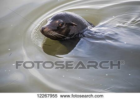 A female California Sea Lion swims in the river; Astoria, Oregon, United States of America View Large Photo Image Stock Photography - A female California Sea Lion swims in the river; Astoria, Oregon, United States of America. Fotosearch
