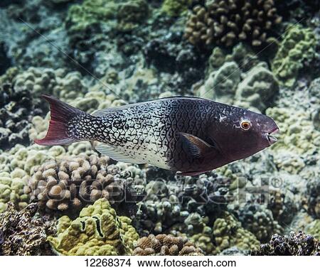 Picture - A female Redlip Parrotfish (Scarus rubroviolaceus) revealing her coral-crunching teeth; Kona, Island of Hawaii, Hawaii, United States of America. Fotosearch