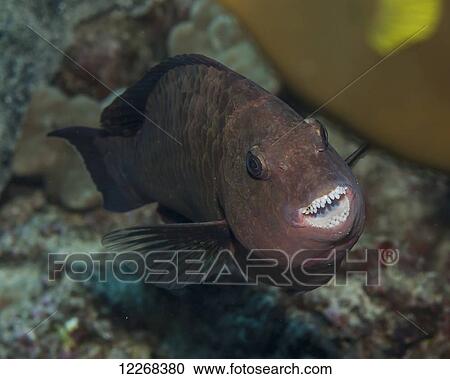 A female Regal Parrotfish (Scarus dubius); Kona, Island of Hawaii, Hawaii, United States of America View Large Photo Image Stock Image - A female Regal Parrotfish (Scarus dubius); Kona, Island of Hawaii, Hawaii, United States of America. Fotosearch