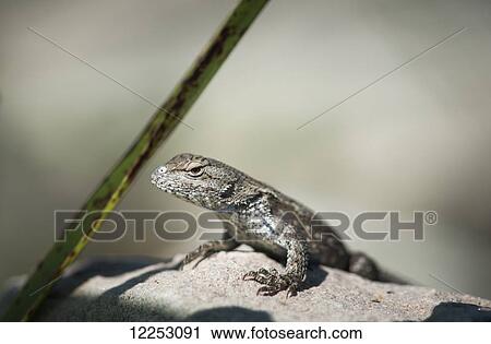 Stock Image - A Fence Lizard (Sceloporus undulatus) suns itself on a rock; Vian, Oklahoma, United States of America. Fotosearch