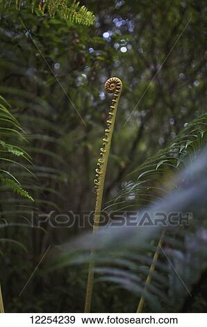 Stock Photo - A fern slowly uncurls in Lava Tree State Monument on the Big Island of Hawaii; Island of Hawaii, Hawaii, United States of America. Fotosearch
