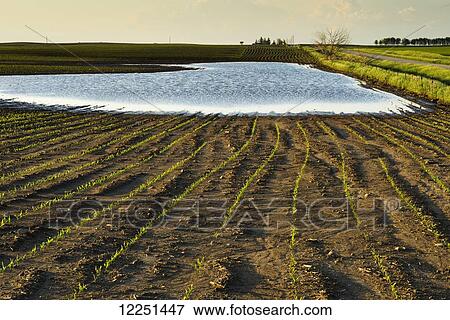 A field of grain corn is flooded from excessive spring rains in central Iowa; Iowa, United States of America View Large Photo Image Stock Photo - A field of grain corn is flooded from excessive spring rains in central Iowa; Iowa, United States of America. Fotosearch