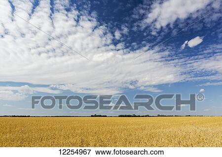 Stock Photo - A field of oats with dramatic clouds and blue sky; Alberta, Canada. Fotosearch